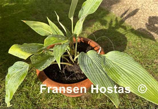 Hosta Scheherazade